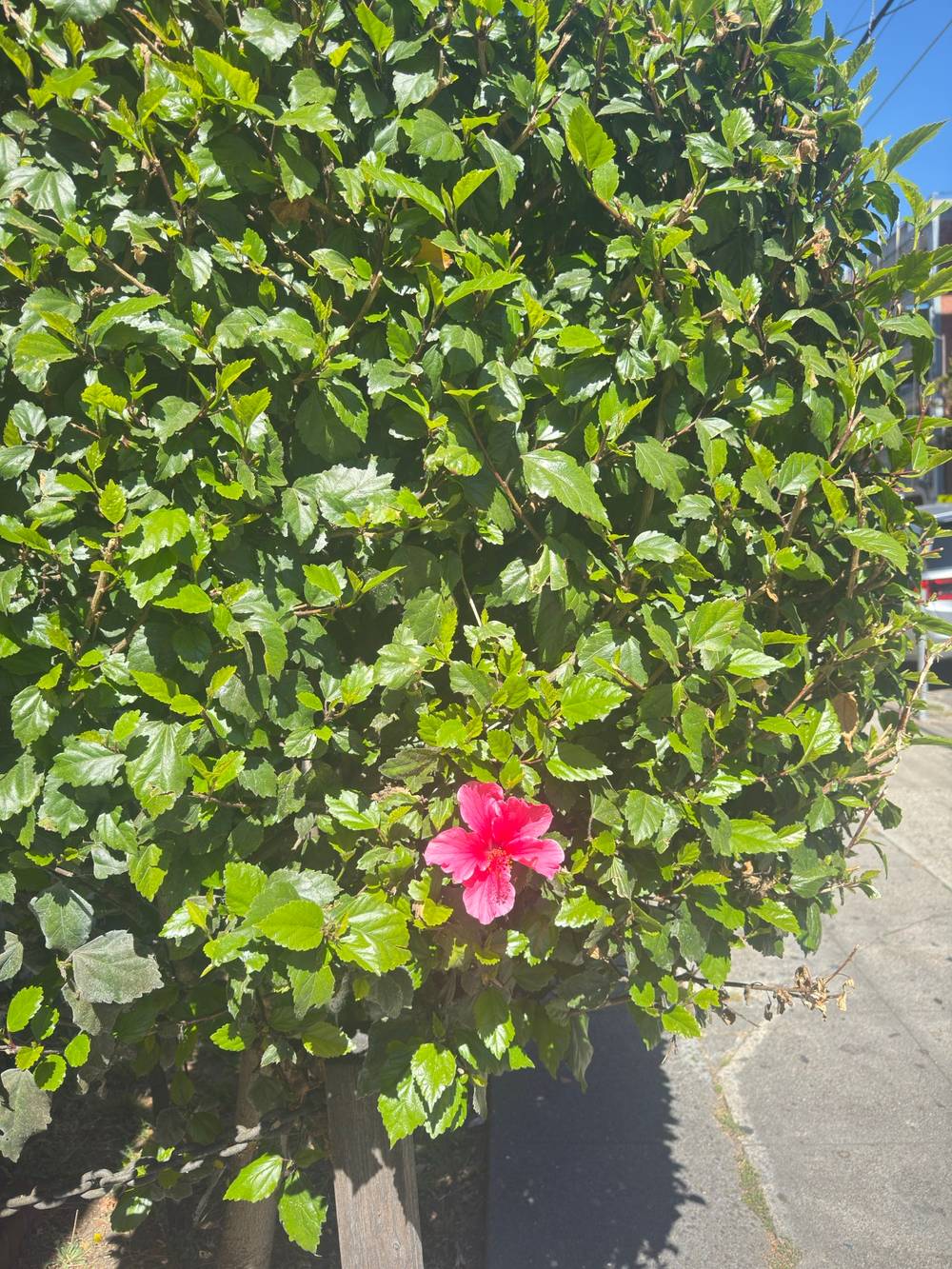 Sole Flower