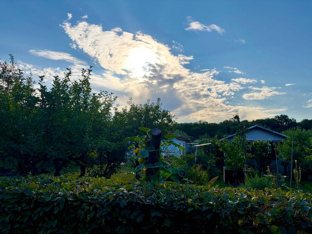 foto vom morgenhimmel über dem volkspark rehberge über bäume und hütten einer gartensiedlung hinweg