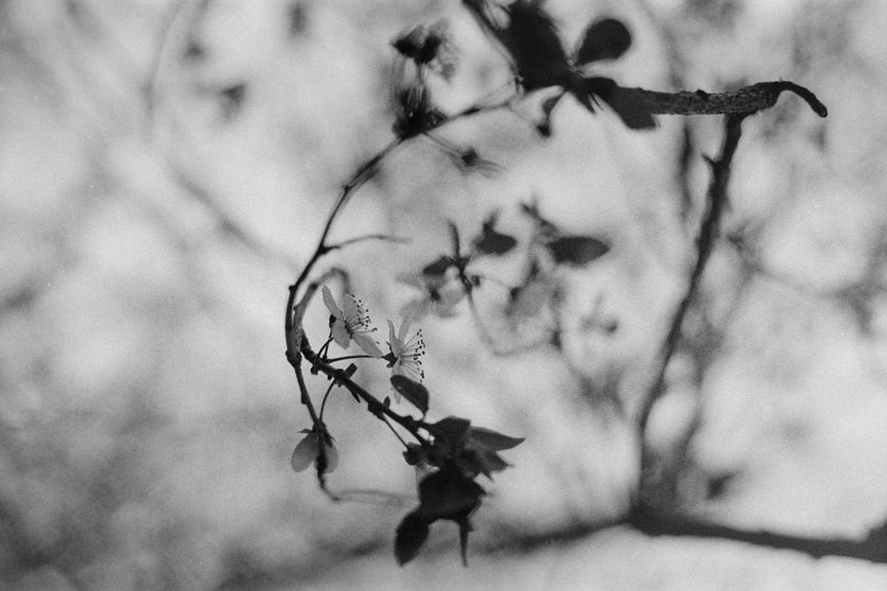 Black and white image of a sparse cherry blossom branch against the sky