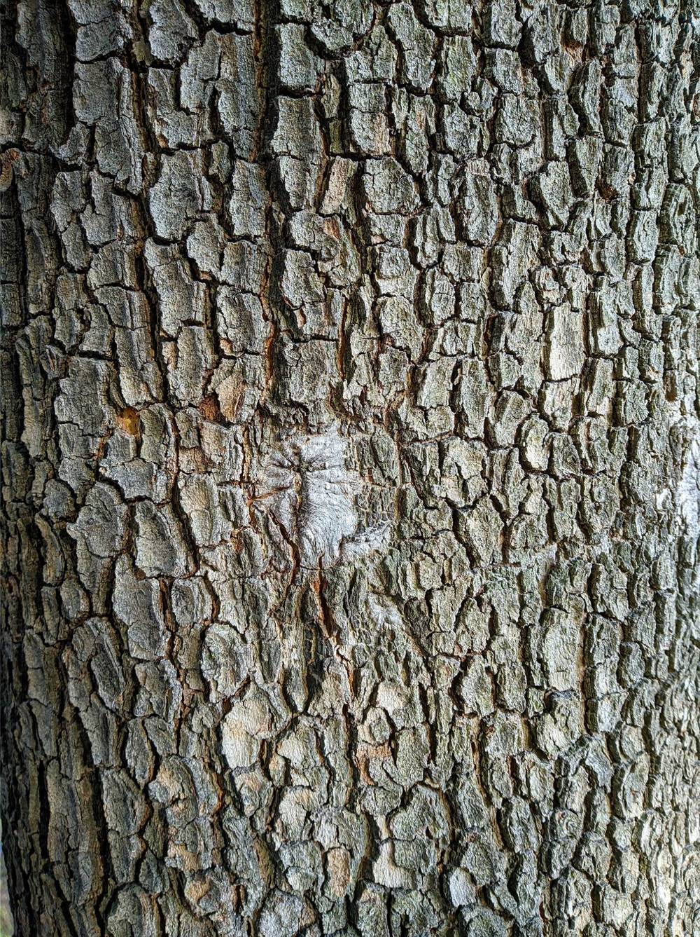 Close-up shot of gray-brown tree bark featuring a deeply fissured and rugged texture. The bark is divided into small irregular pieces and ridges by dark vertical and horizontal cracks. Near the center, there is a small pale white patch that appears to be a natural blemish, The lighting is bright and even, highlighting the coarse details of the wooden surface. 20c90abc-7615-44b6-95a4-8a52c503fbbe