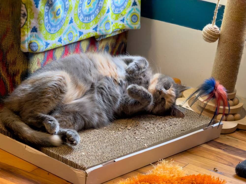 Another lazy Sunday — for one of us. 