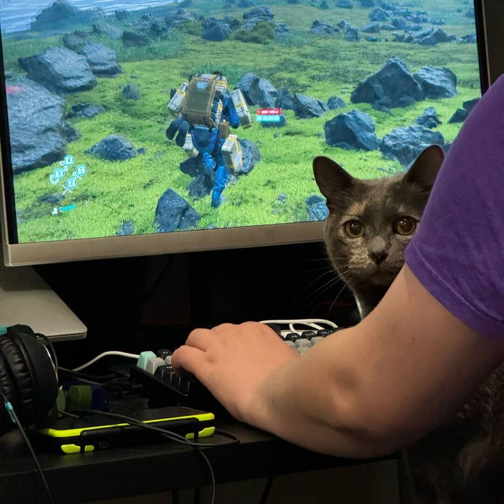 delivering cat nip