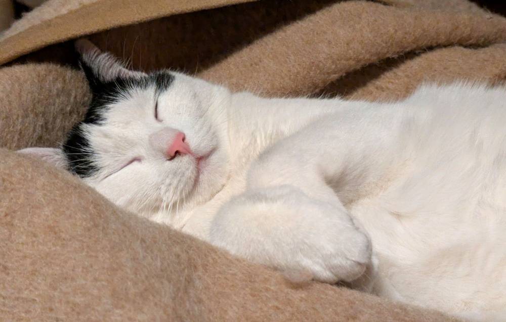 Cats