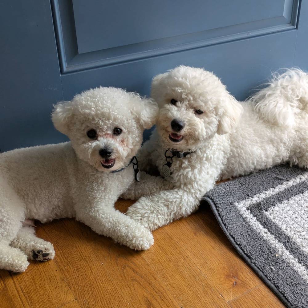 We're so cute (and a little scruffy from playing outside), photo 1 of 1