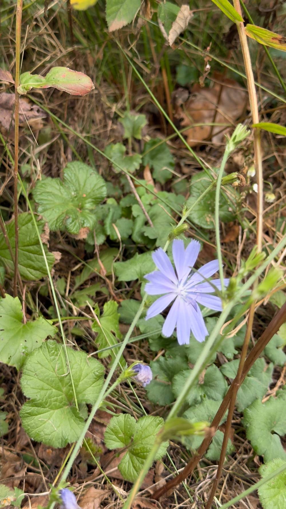 Little blue, photo 1 of 1