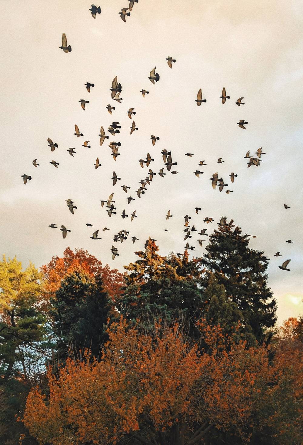 Bird swarm