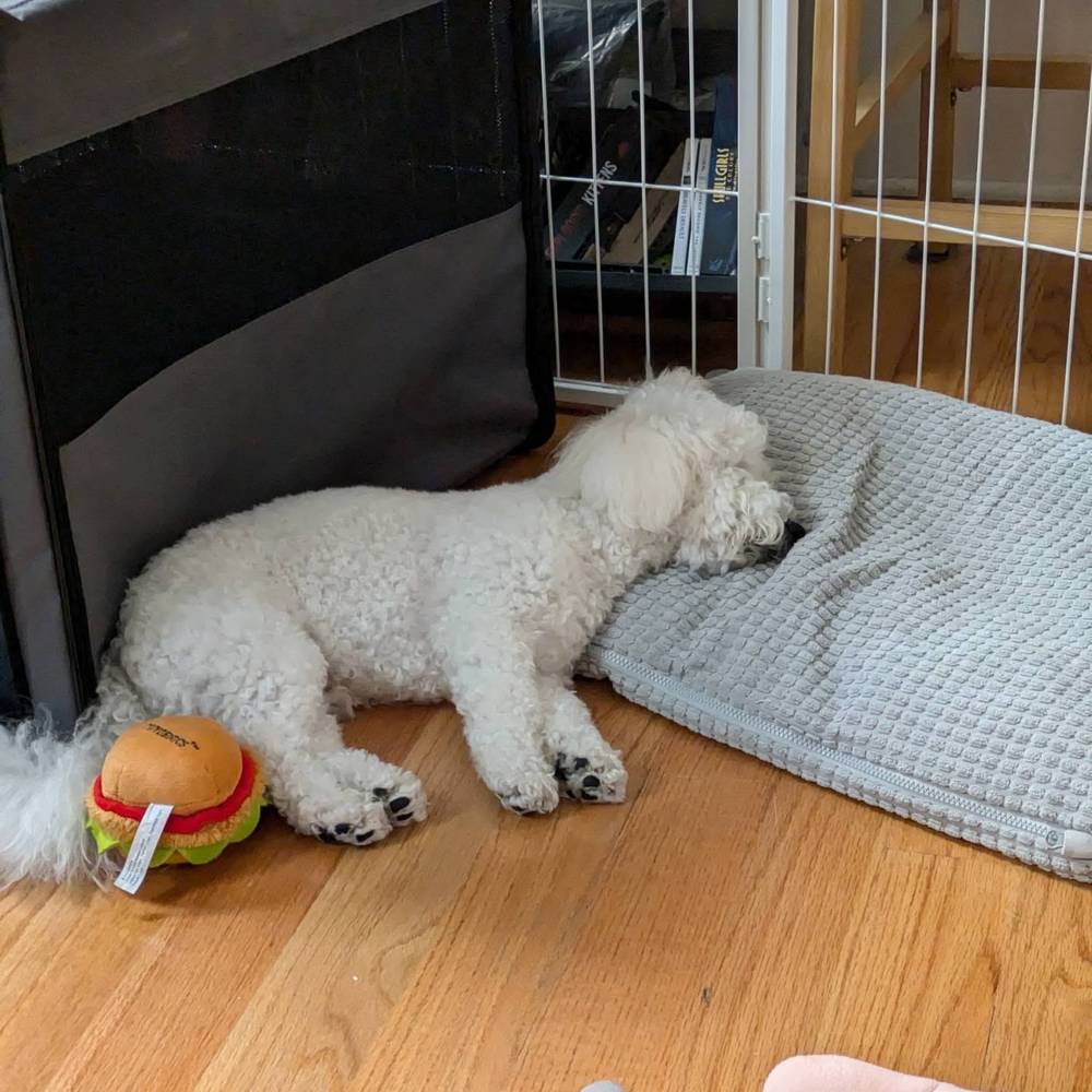 I took a very long nap today after running around the apartment like a goblin 😈