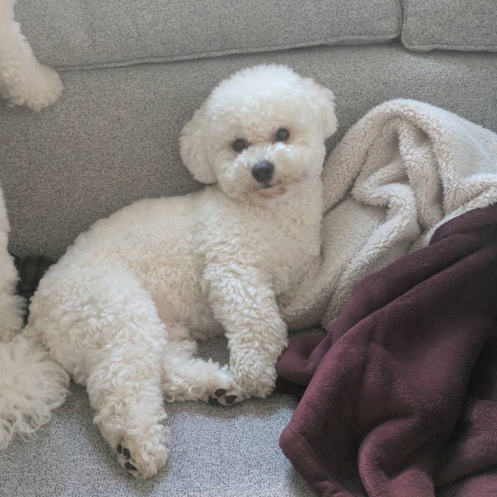 Paint me like one of your French Bichons 🎨