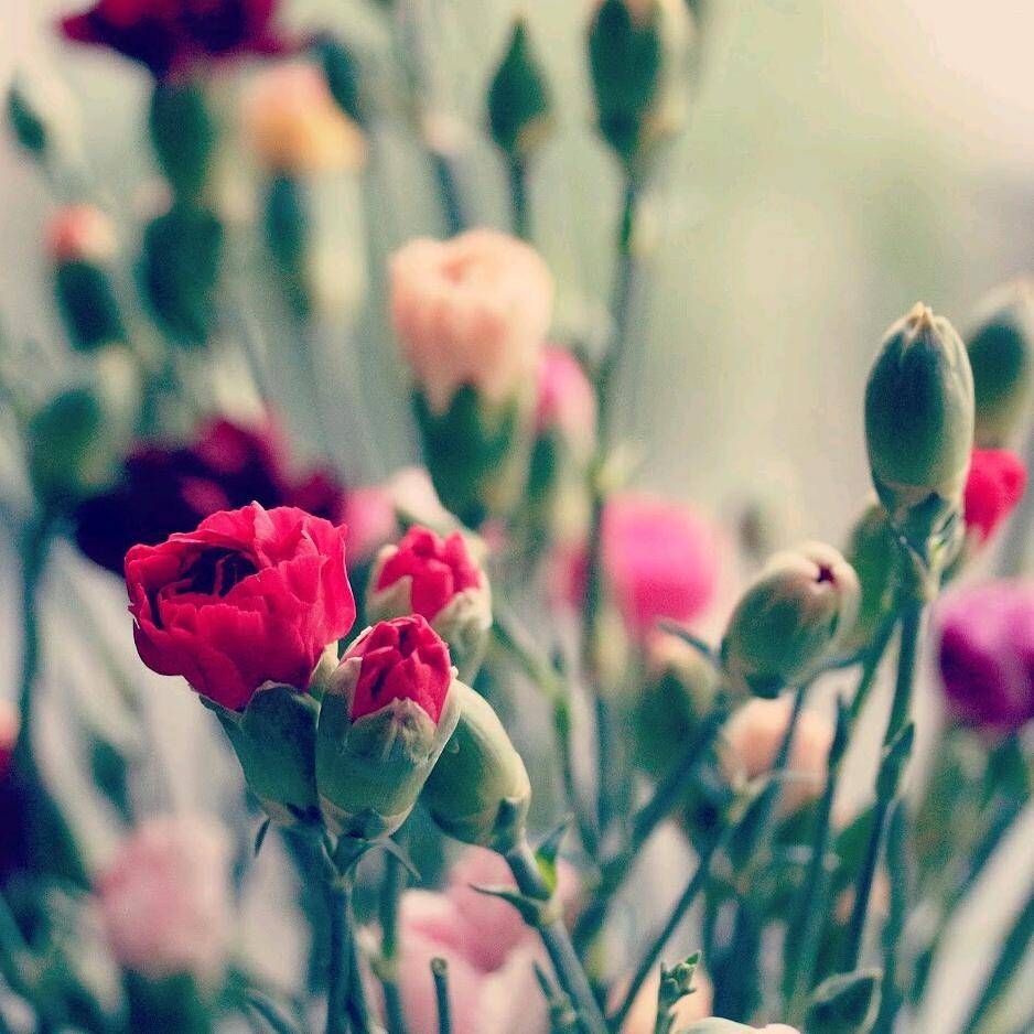 Close-up of pink and red carnation flowers.