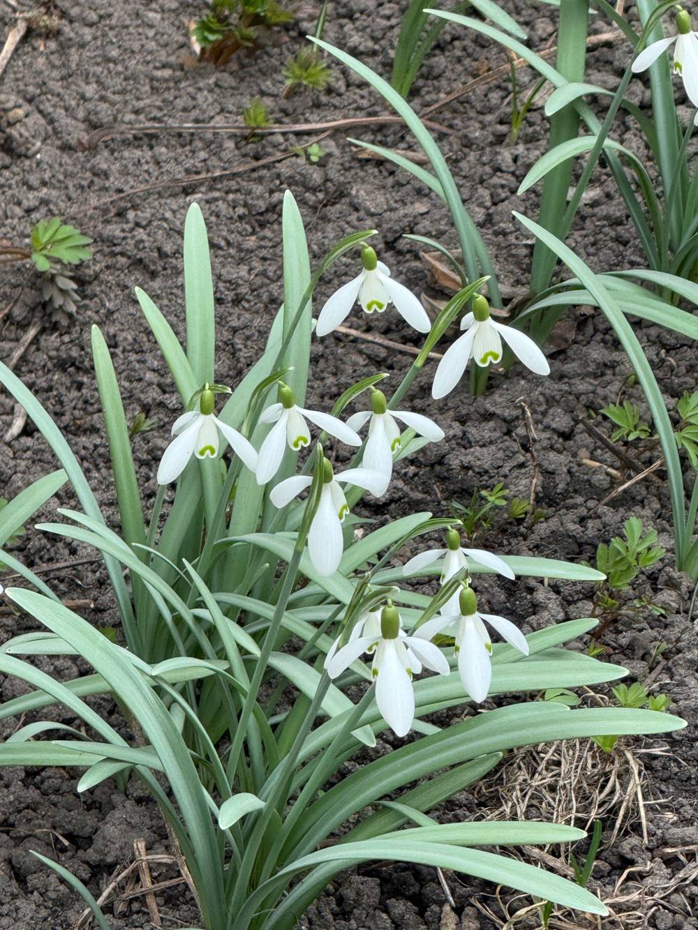 Spring is coming