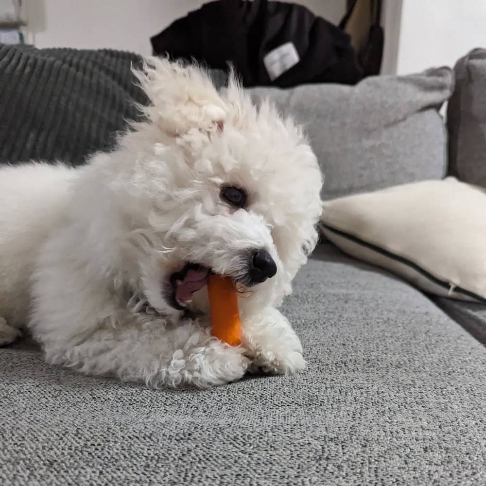 Kibi loves carrots 🥕