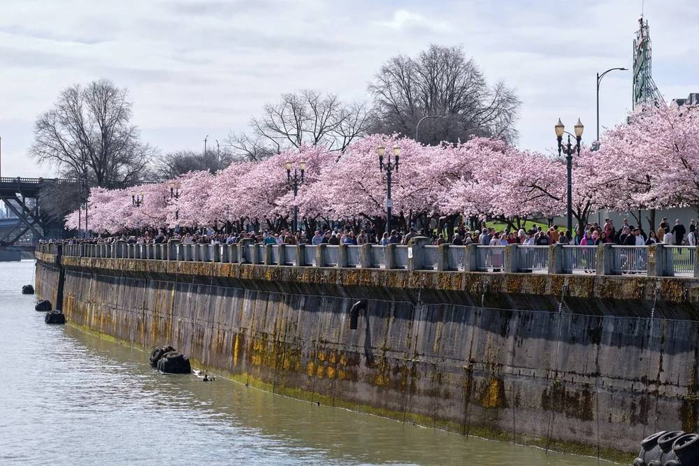 Cherry Blossoms Crown Portland's Tidal Basin
