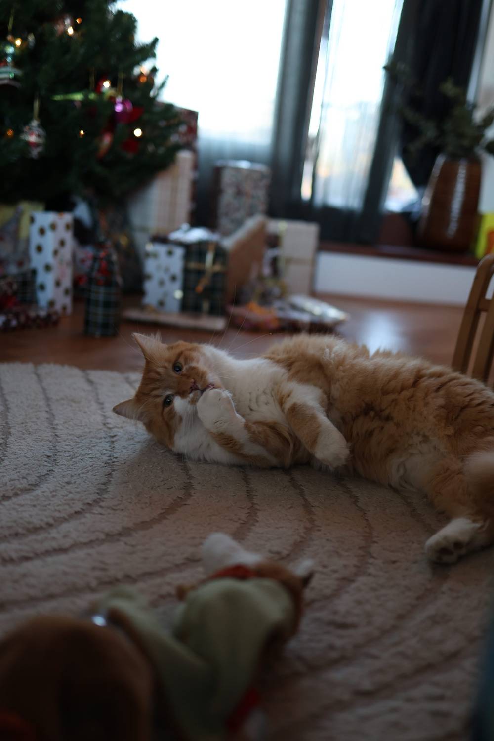 Xmas kitty 🎄🐱