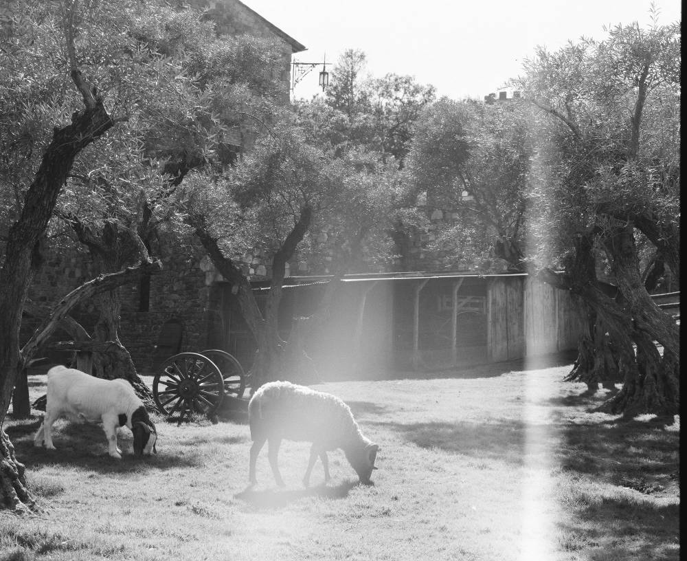 A black and white photo of farm animals and foliage with a major light leaks