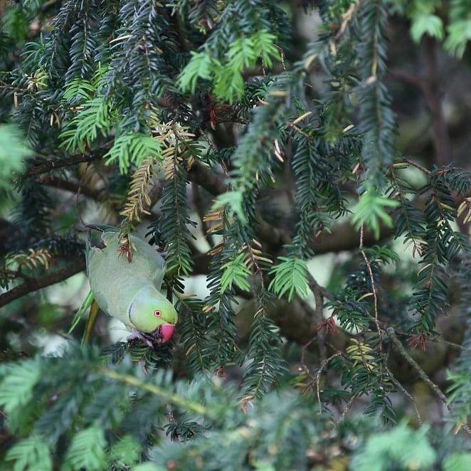 Found a little birdy in our garden