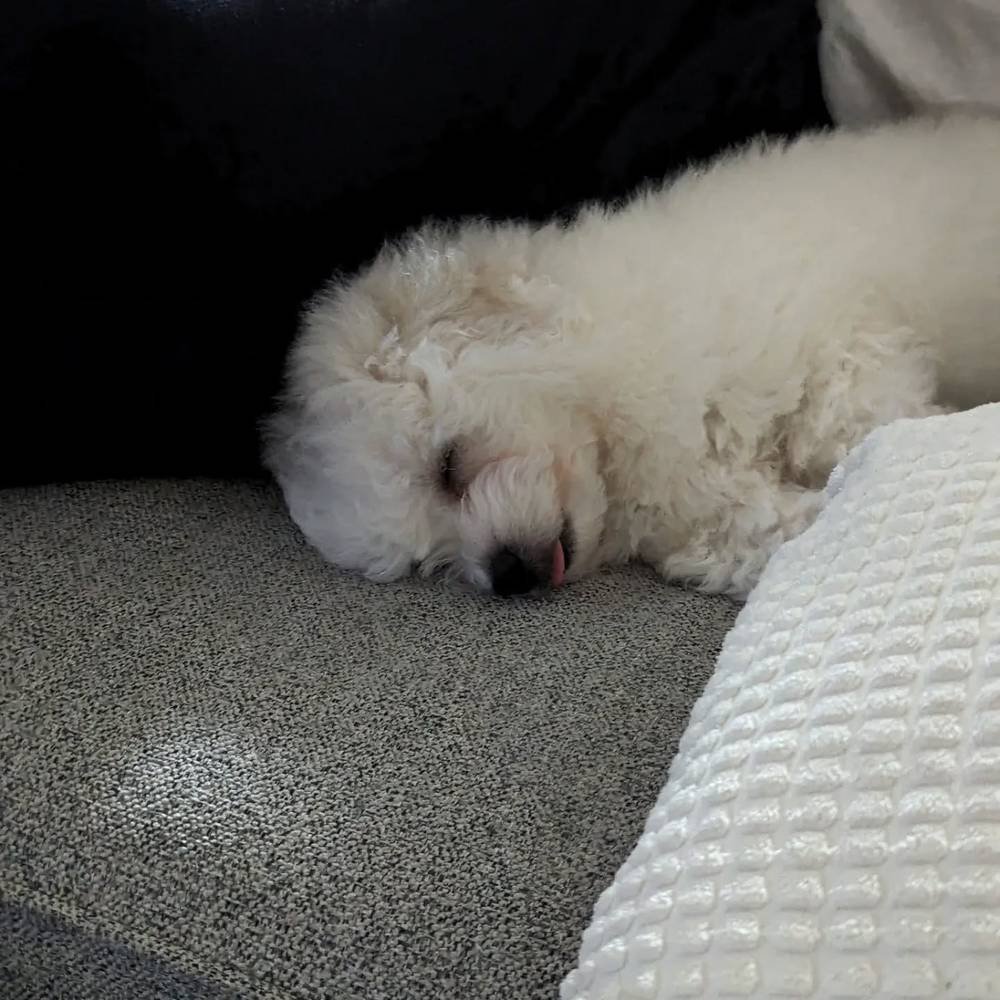 Throw back to November when we brought him home and he loved napping.
