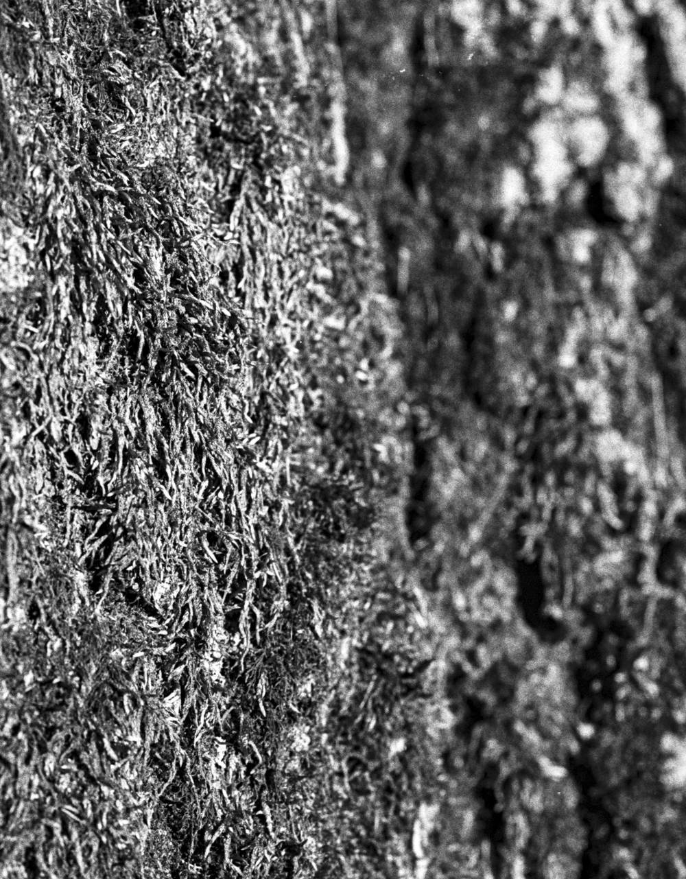 Tight close-up of tree bark filling the frame. A vertical band of dense, fibrous moss runs down the left half, its fine filaments lit from the side. To the right, the bare bark surface breaks into deep furrows and ridges, the texture growing softer as it recedes into shallow focus toward the right edge.