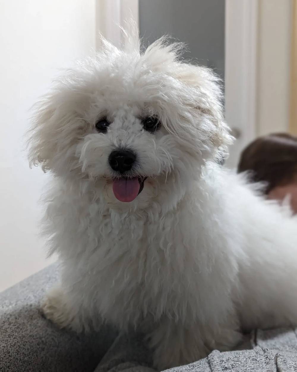 Kibi is tired and scruffy after running around the house growling like a little goblin 🏃‍♀️