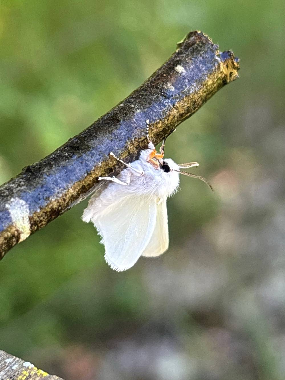 Garden friend