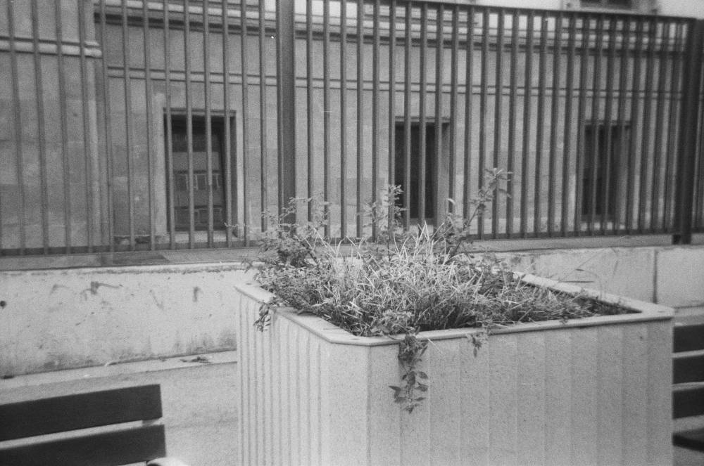 Foto en blanc i negre d'un test de ciment amb plantes variades, dels que es poden trobar davant de la Facultat de Medicina de l'Universitat de Barcelona, posicionat entre 2 bancs parcialment fora de la foto