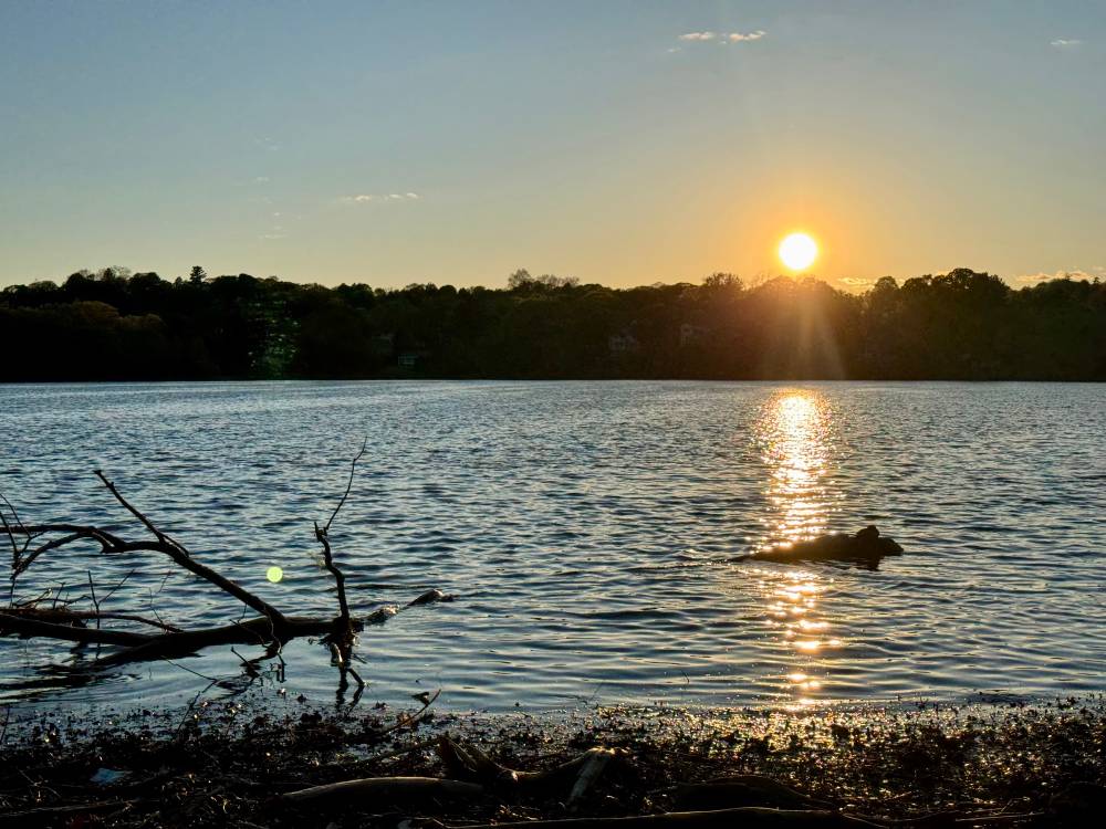 Spy Pond