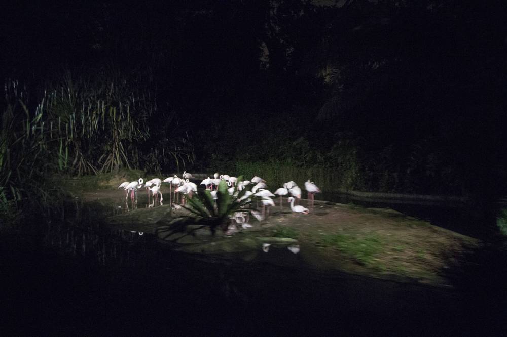 A flock of flamingos gathers on a small island at night.