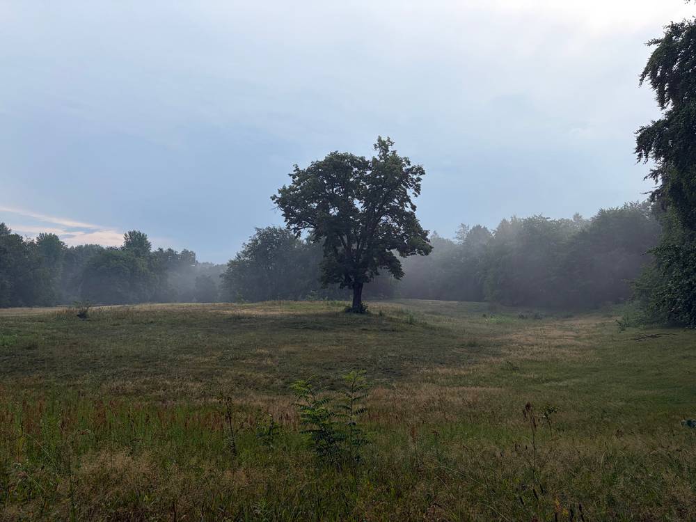 feucht, diesig, heiss heute