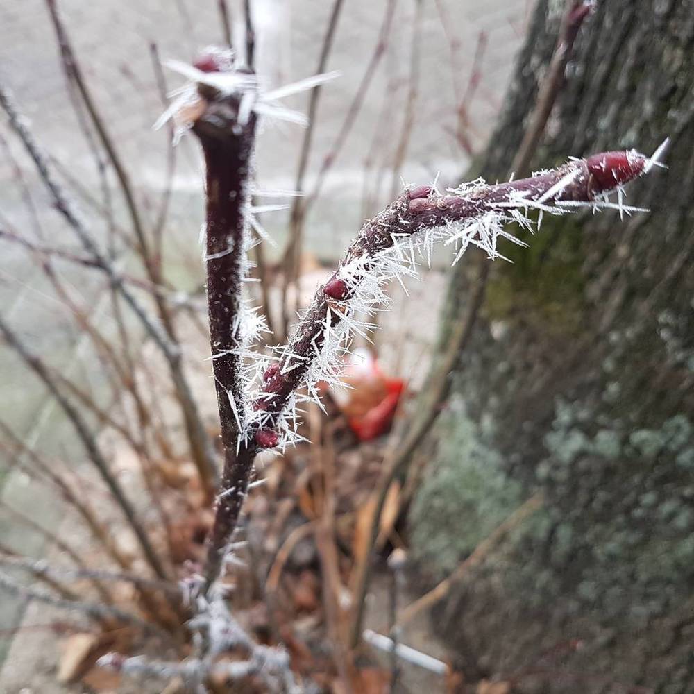 Close-up of ice crystals formed on a thorny rose branch.
