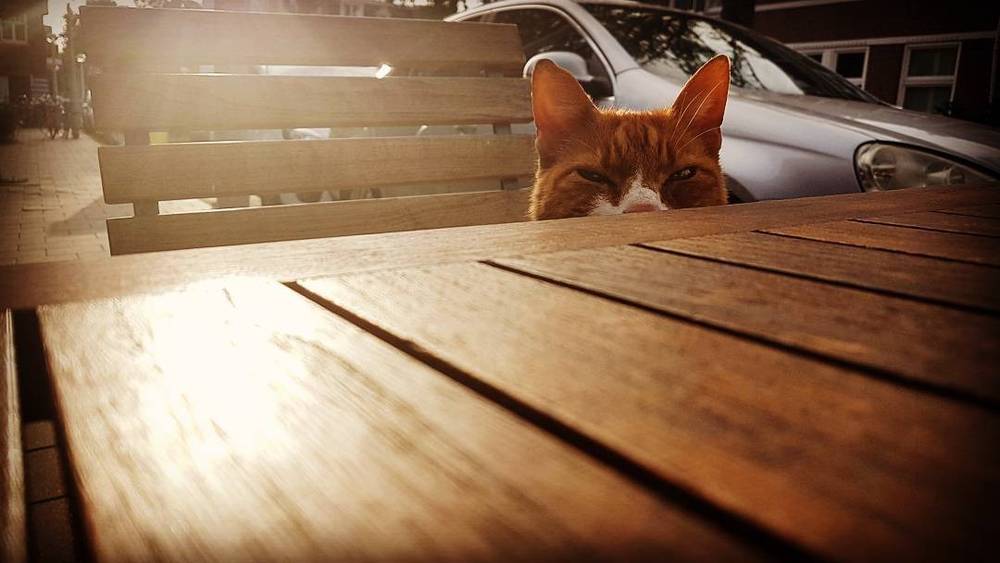 An orange cat peering over a wooden table edge in warm sunlight.