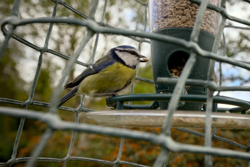 Birds