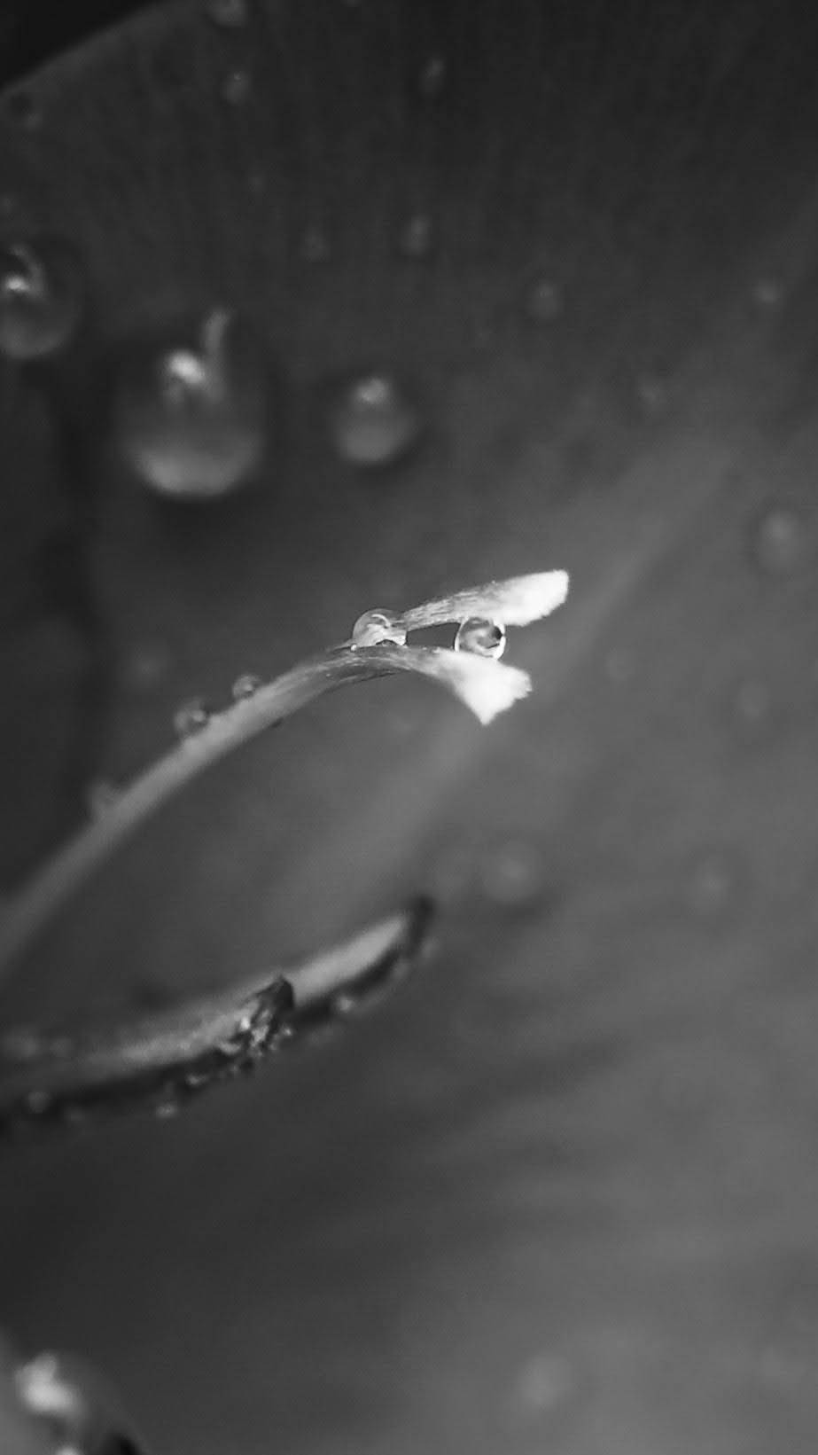 Drops of Spring