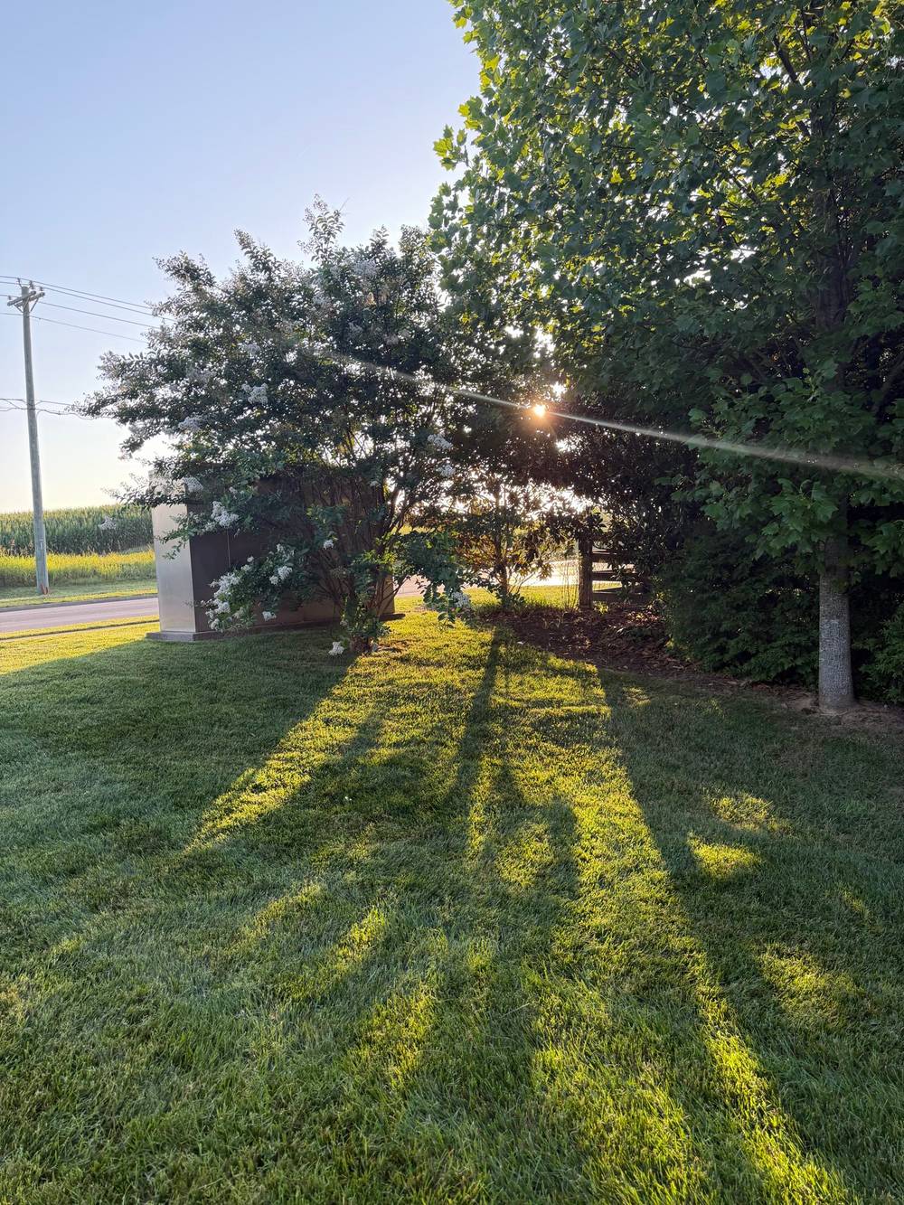 A shiny morning 