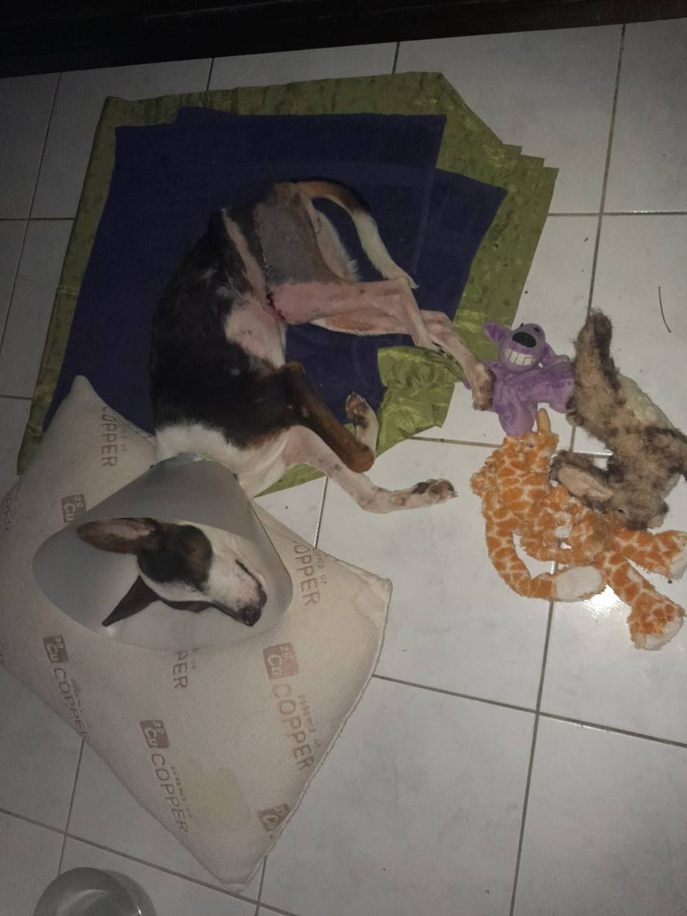 Franki's Journey, photo 2 of 19