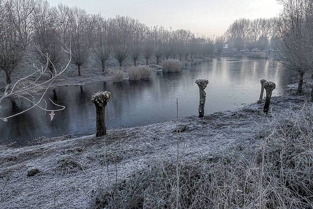 A frost-covered pond lined with pollarded willow trees at dawn.
