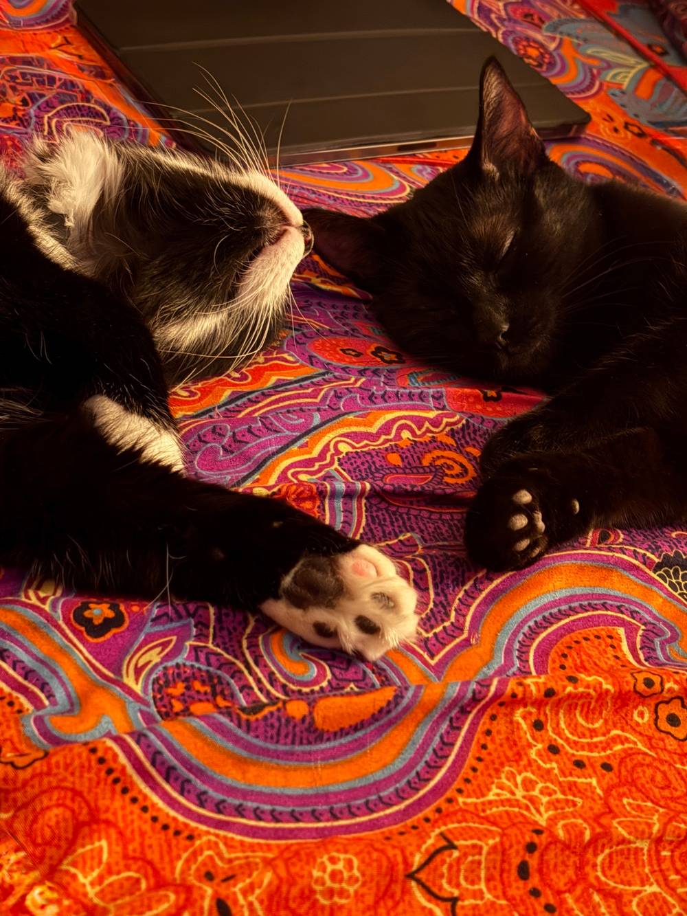 Buster, a long-haired tuxedo cat, and Theda, a short-haired black cat, on a psychedelic print fitted sheet, spodged out and mirroring each other so their heads and forepaws are making a sort of heart.