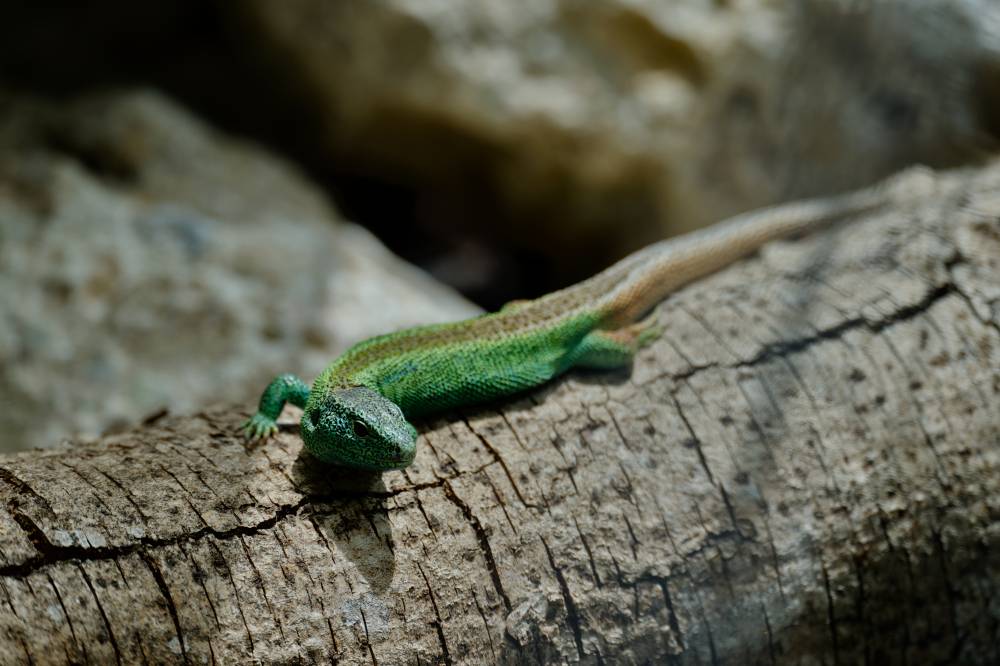 Green Lizard