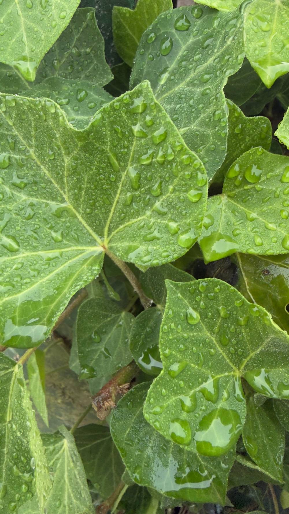 Morning dew