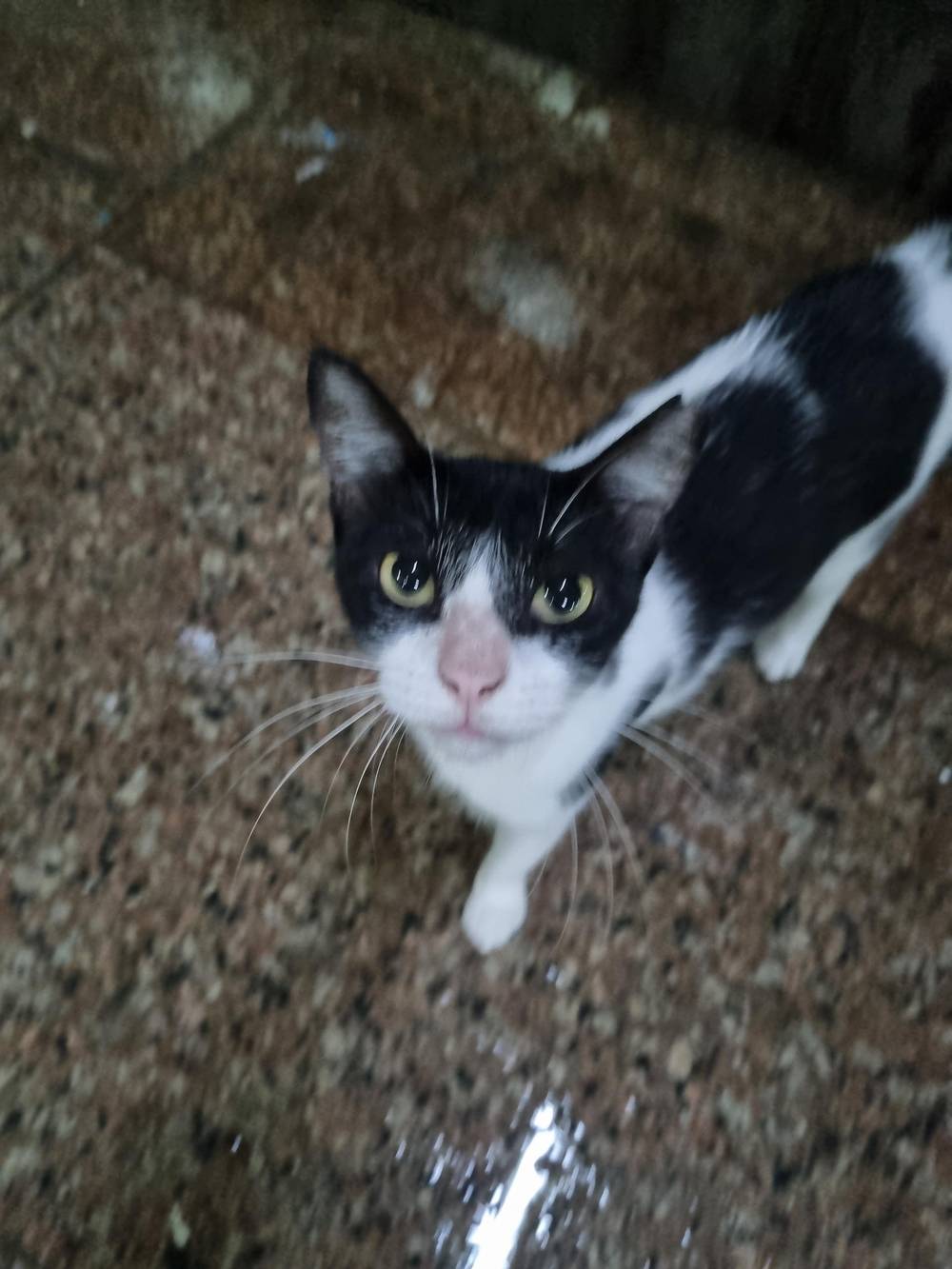 black and white cat 