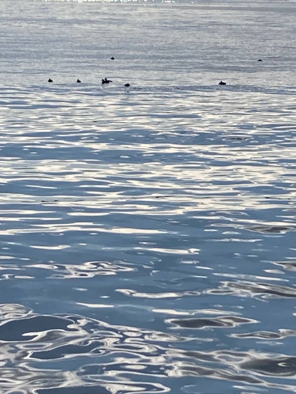 海