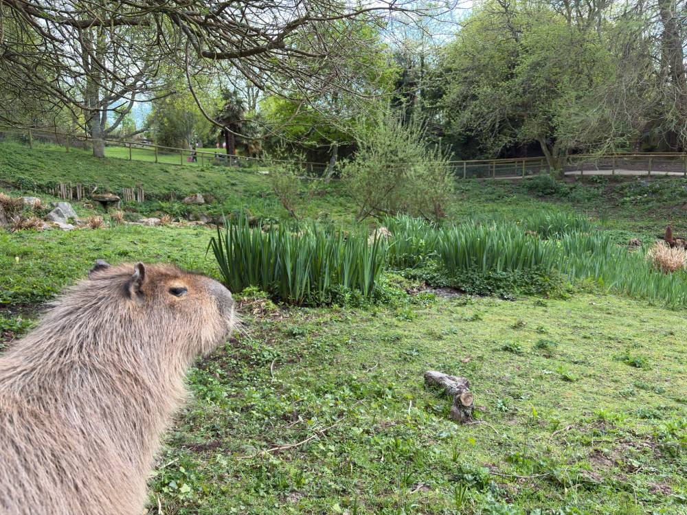 A close-up shows a capybara in a grassy, green environment, with trees and a fence visible in the background.