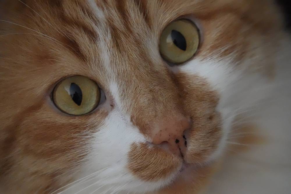 close up of confused looking orange and white cat