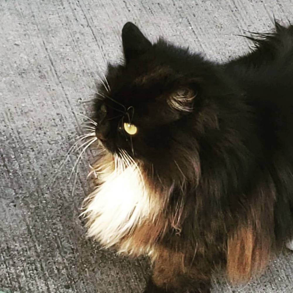 It's Cat, photo 2 of 7