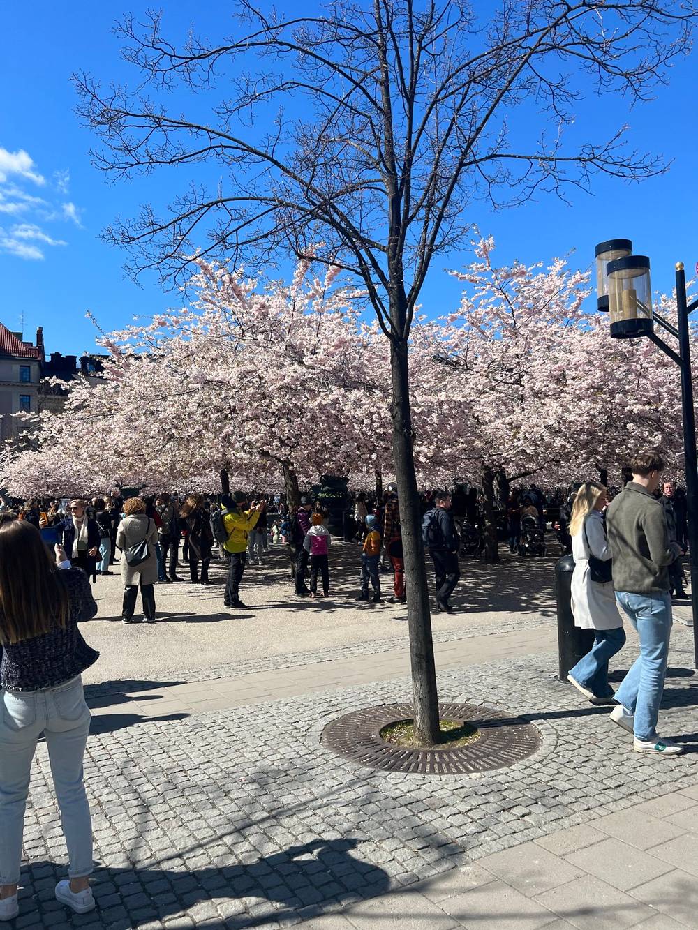 It was early May here, so the blossom period brought out tons of people who couldn’t wait to take pictures with the trees.

It shows the one tree that wasn’t in bloom, there’s people turning their back from it, as they hope to make the perfect picture with the trees they actually came to see.