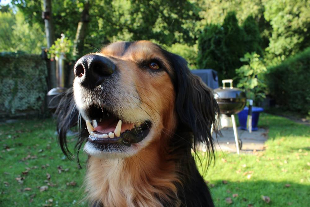 Hund