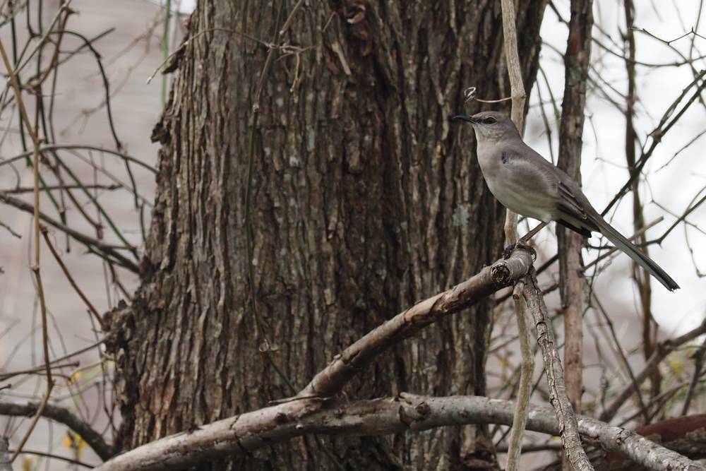 Closer shot of the same mockingbird now looking to the left.