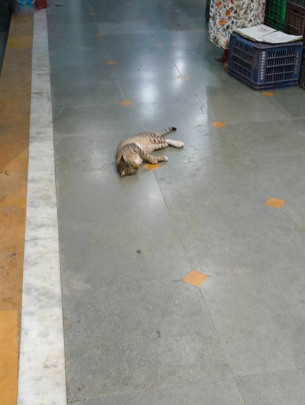 me approaching kitty