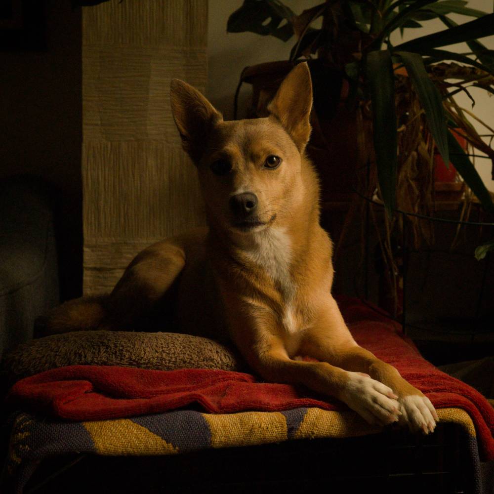 A dog laying on blankets facing the viewer. A paper lamp and plants in the background. The lighting is directional, but not harsh, low  key, and warm.