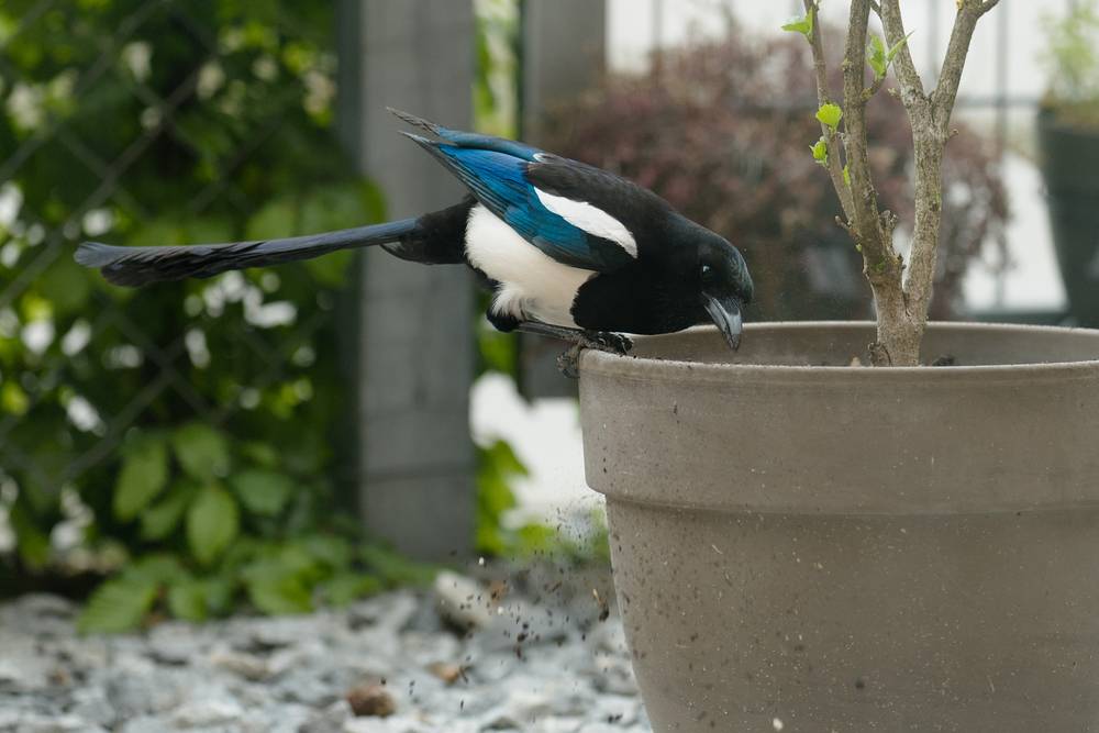 Magpie sitting at the edge of a plant tub, digging in the soil