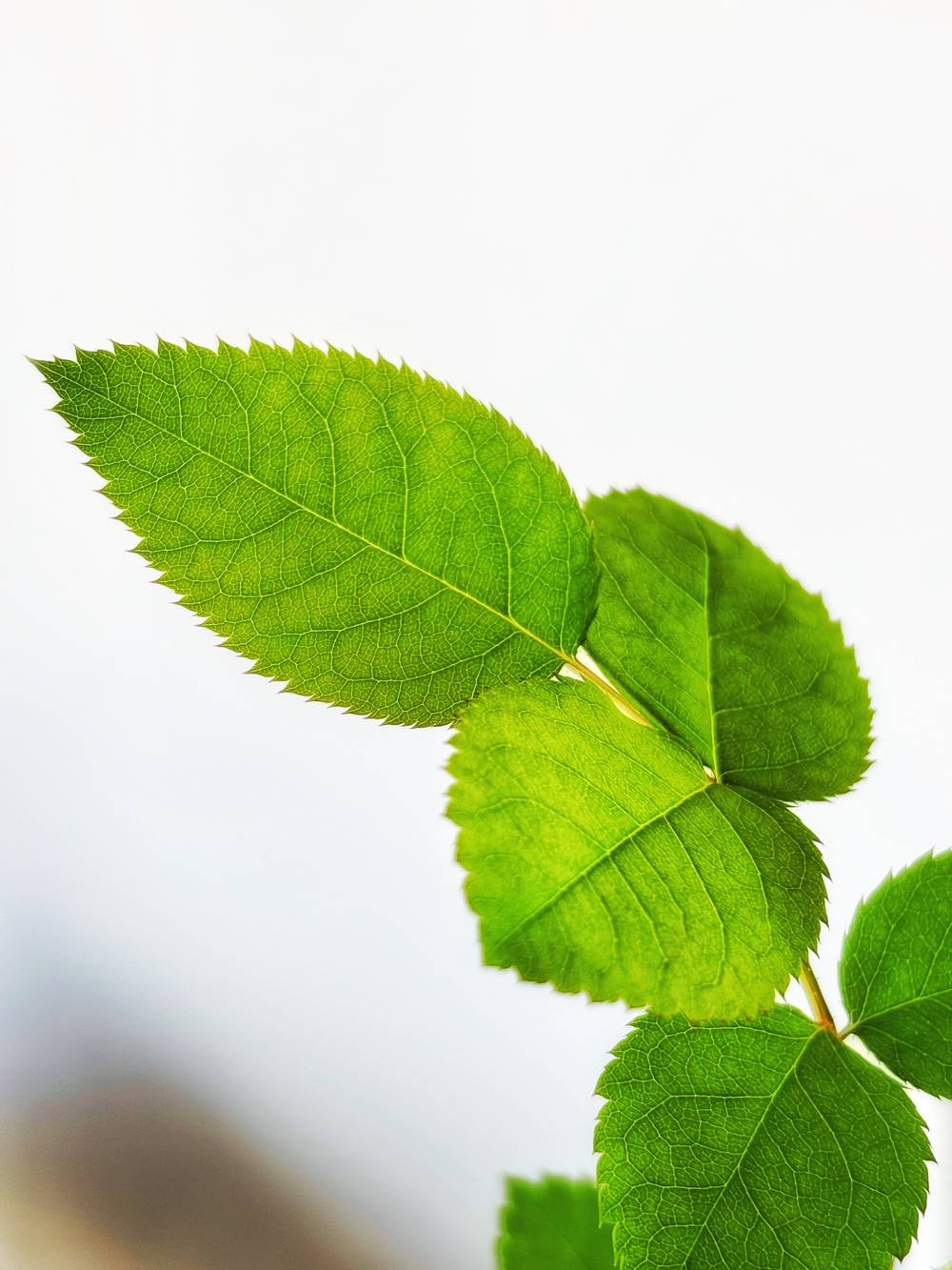 Close-up photo of a young plant shoot with several bright green leaves arranged along a central stem

 The leaves are oval with serrated edges and visible veining

 The background is soft white and light grey, out of focus.

A small blurred brown object is visible in the lower left corner.
