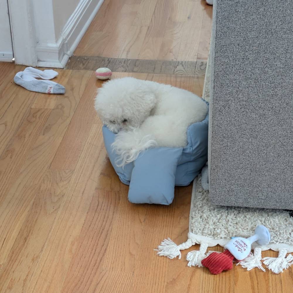 My new favorite nap spot is my little brother's bag cushion 🤫, photo 1 of 1